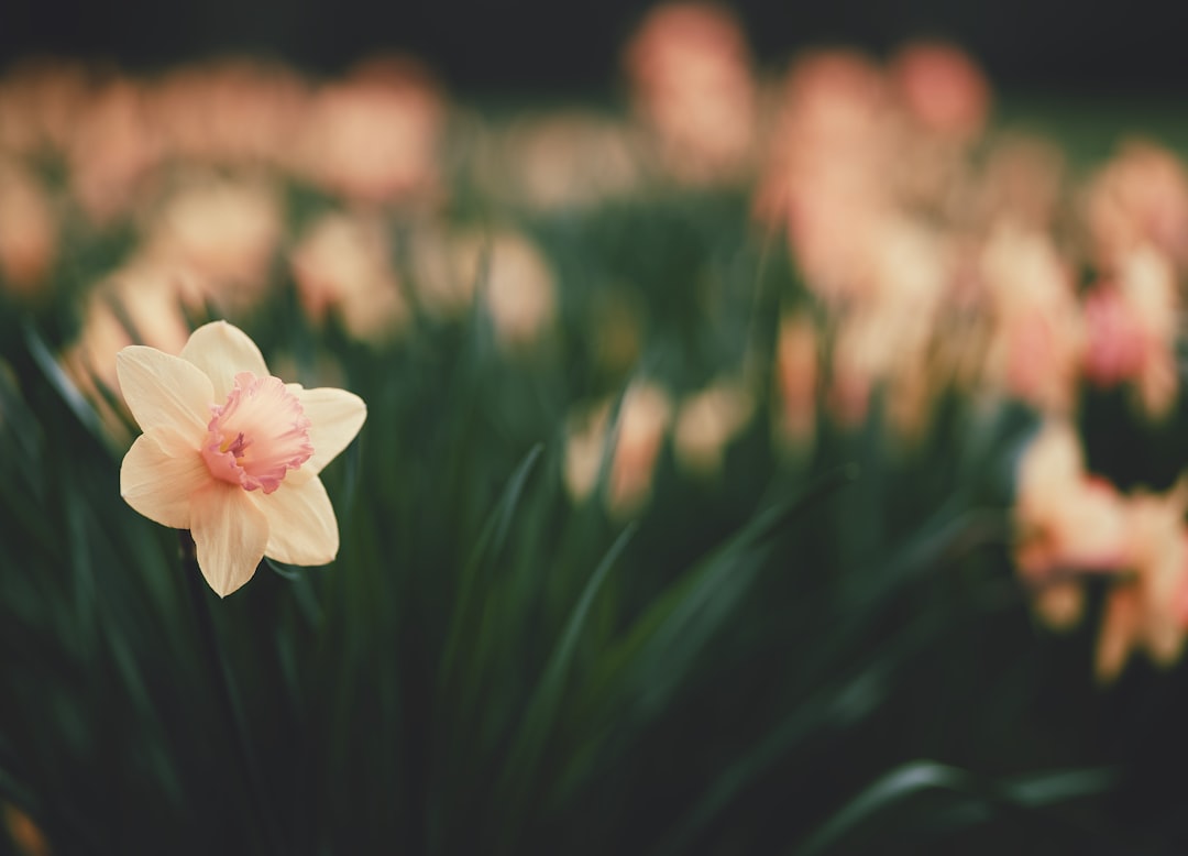 30 Spring Quotes for Daily Renewal and Embracing New Beginnings