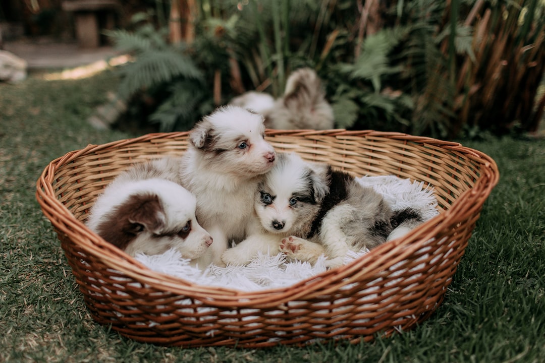 Complete Guide to Doberman Pinscher Puppies