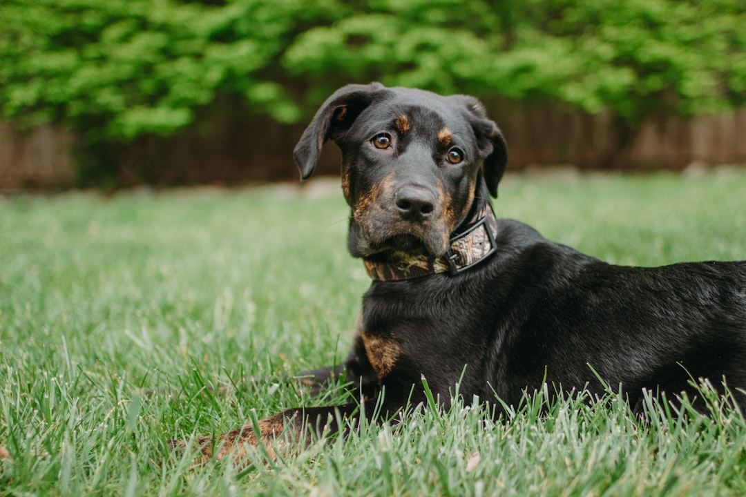 Discovering Rare Doberman Mix Breeds