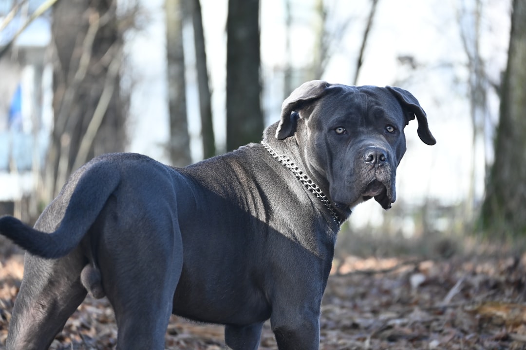 The Ultimate Guide to the Cane Corso Breed
