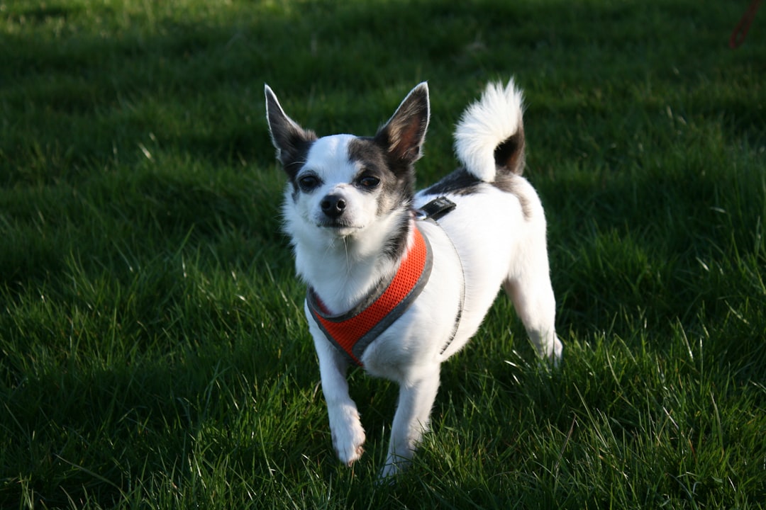 Best Chihuahua Harness Guide for Tiny Dogs