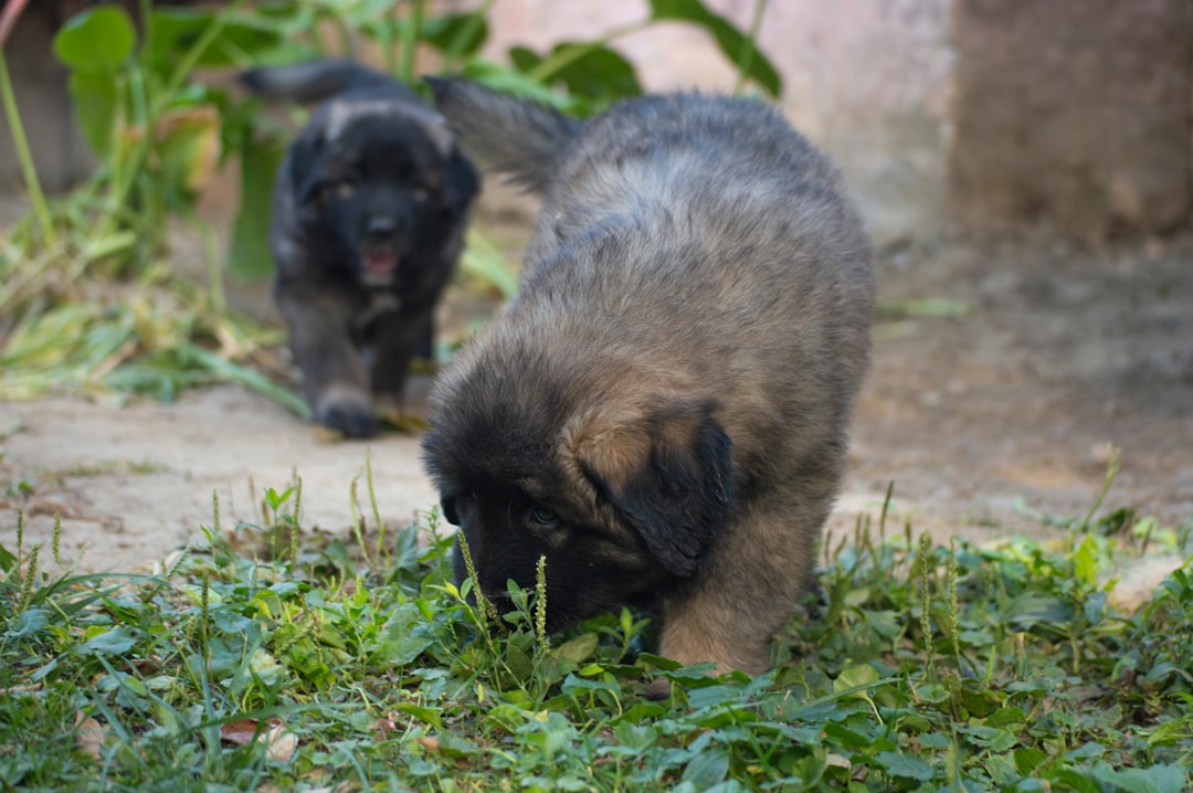 Best Chihuahua Puppies Names for Your New Pet