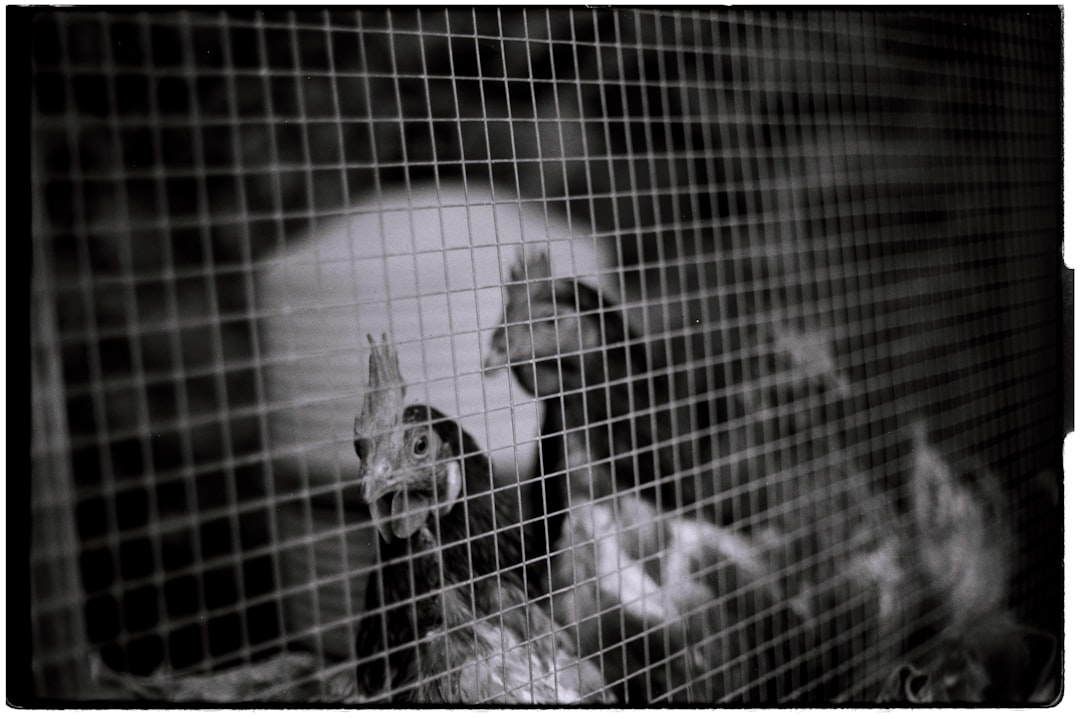 Black and White Chihuahua Pug Mix Guide