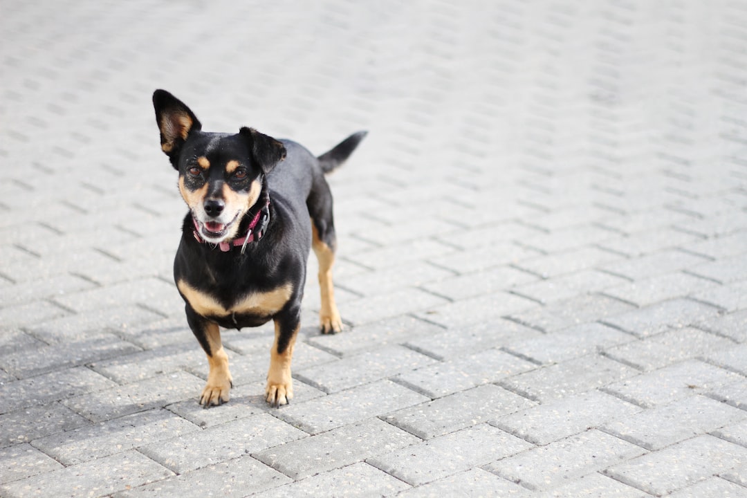 Chihuahua Dachshund Mix Lifespan and Care Guide