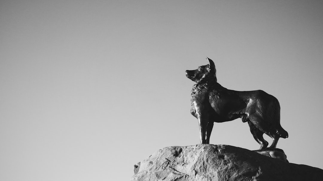 Chihuahua Dachshund Mix Photos and Visual Guide