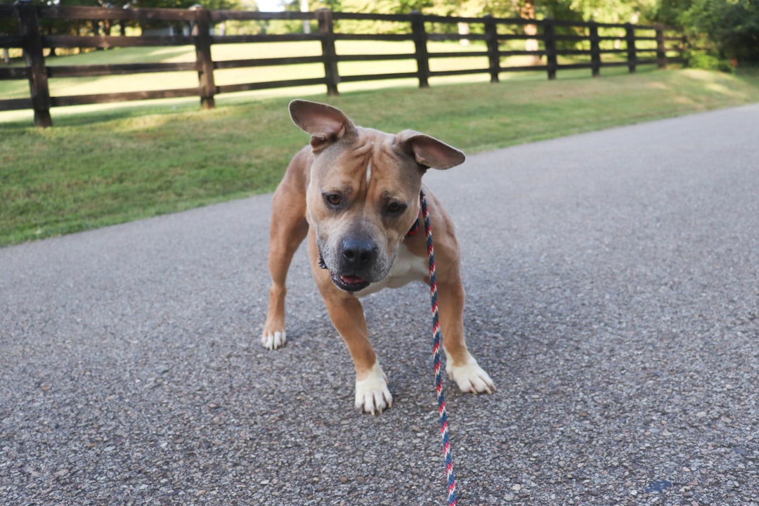 Chihuahua Pitbull Mix Lifespan and Care Guide