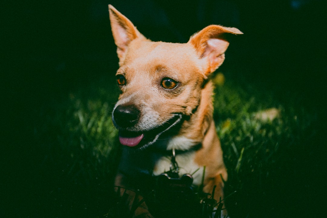 Chihuahua Pitbull Mix Personality Traits Explained