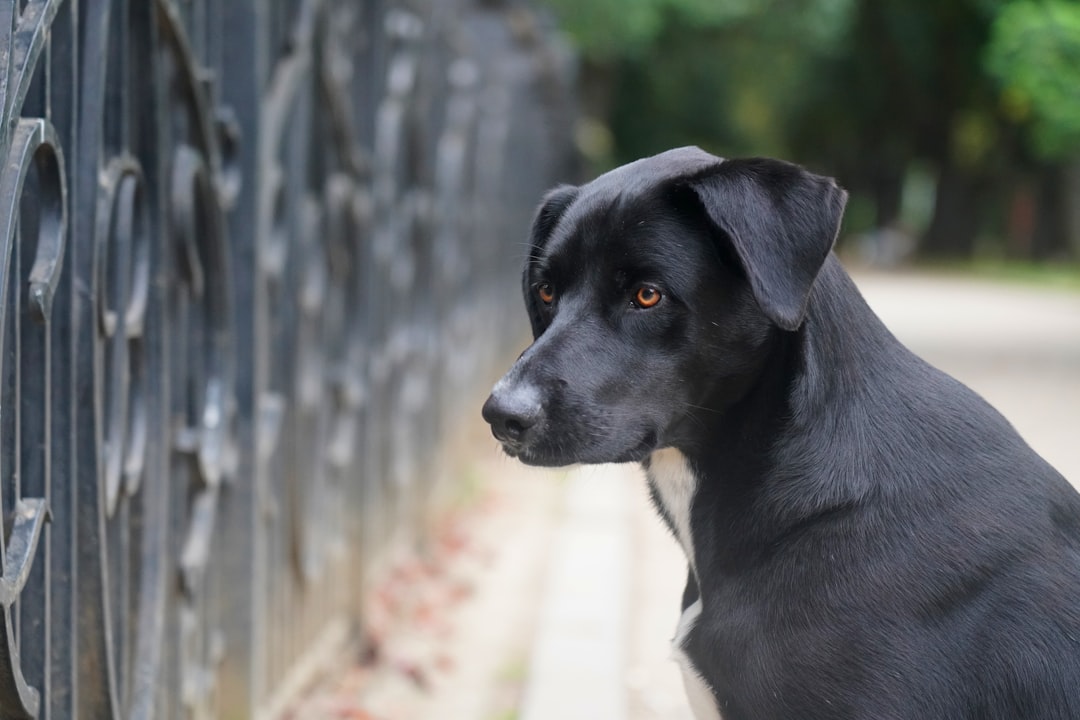 Chihuahua Puppies for Sale in Georgia Guide