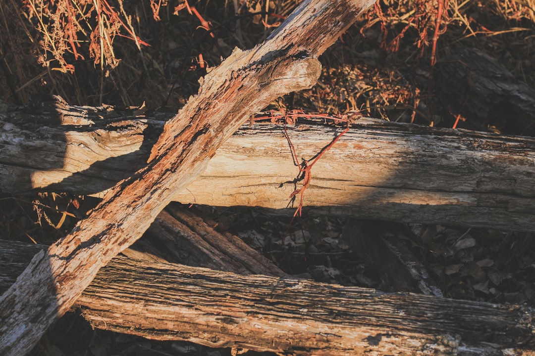 Chihuahua Puppies for Sale in Kansas Guide