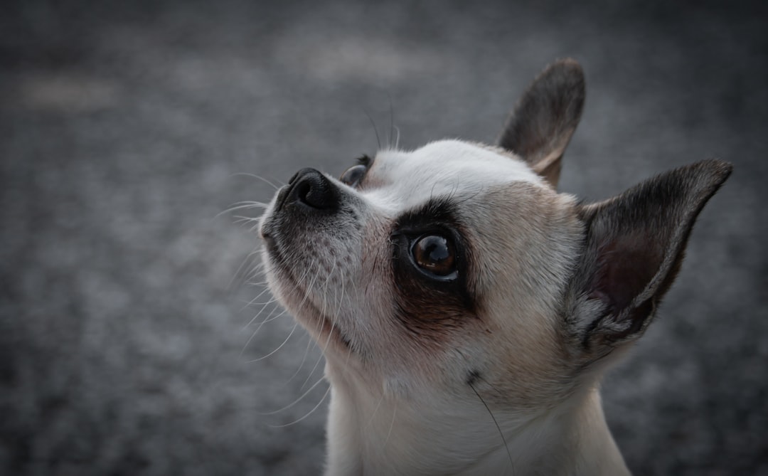 Chihuahua Puppies in Hot Springs AR Guide