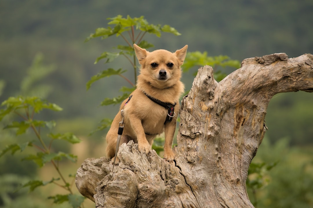 Chihuahua Training for Beginners: The Tiny Wolf