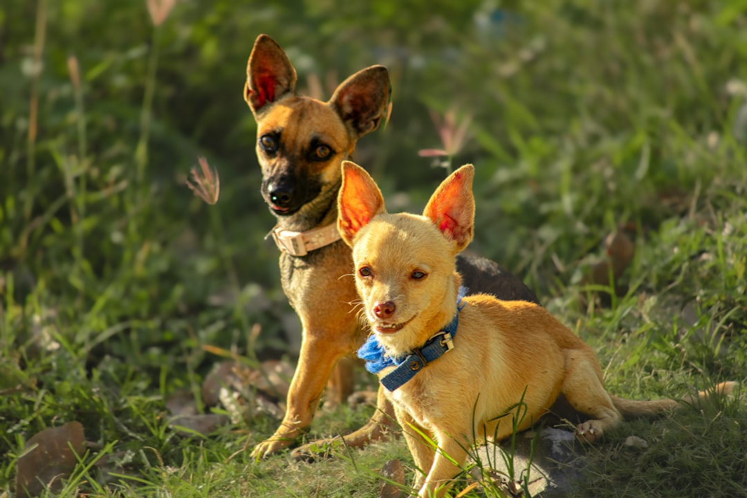 Complete Chihuahua Types Chart and Breed Guide