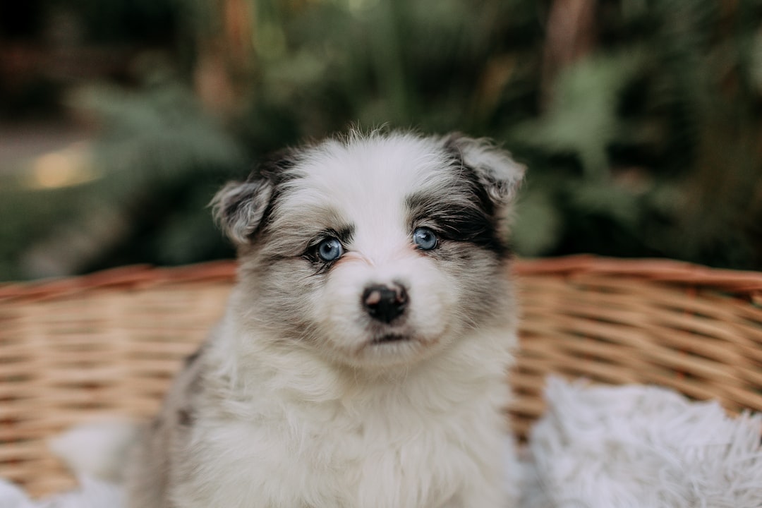 Finding a Chihuahua Puppy for Sale $150