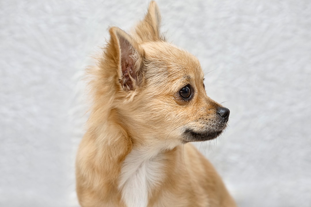 Finding a Teacup Chihuahua Pomeranian Mix For Sale