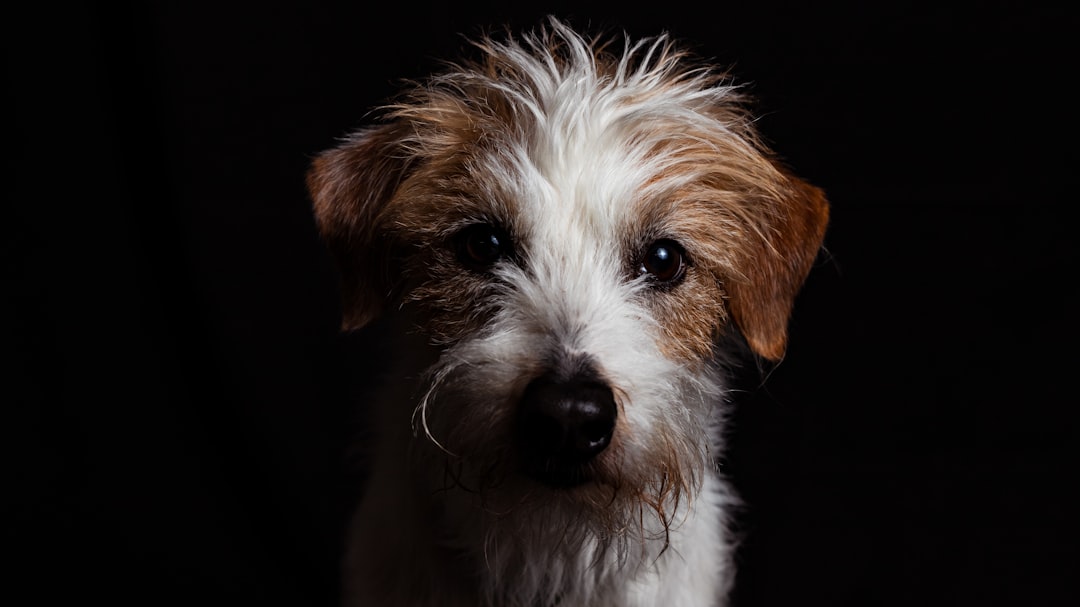 Finding a Terrier Chihuahua Mix for Sale