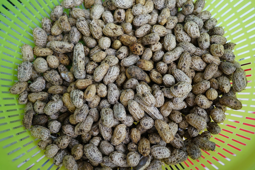 Full Grown Chihuahua Pomeranian Mix Care Guide