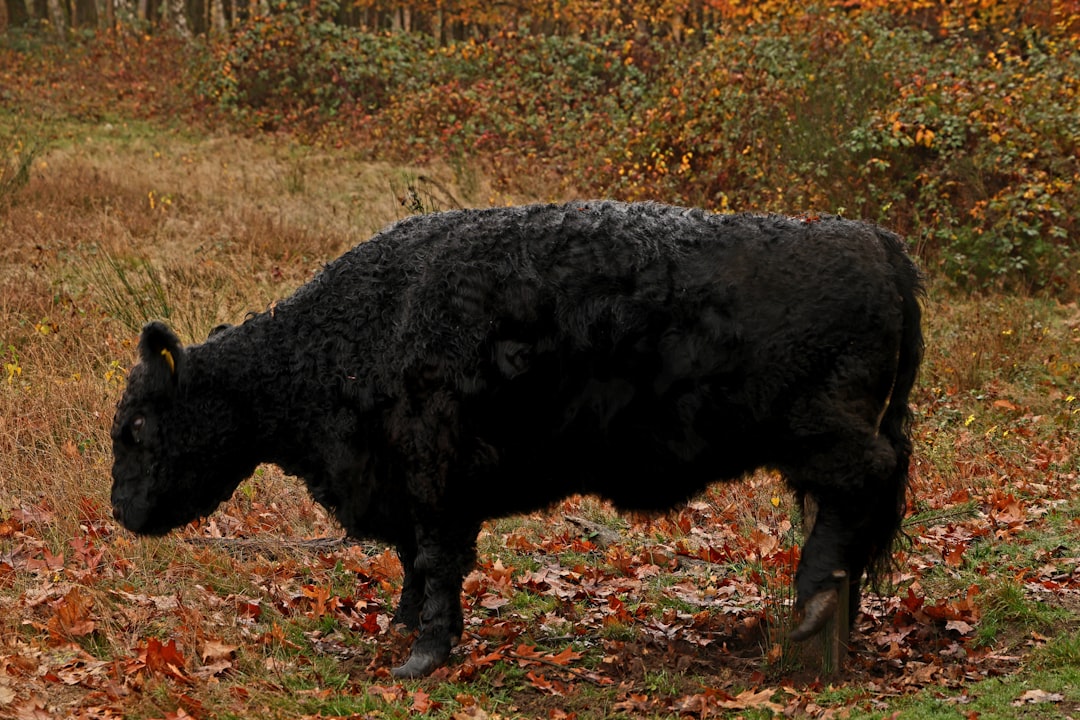 Guide to Large Chihuahua Breeds and Mixes