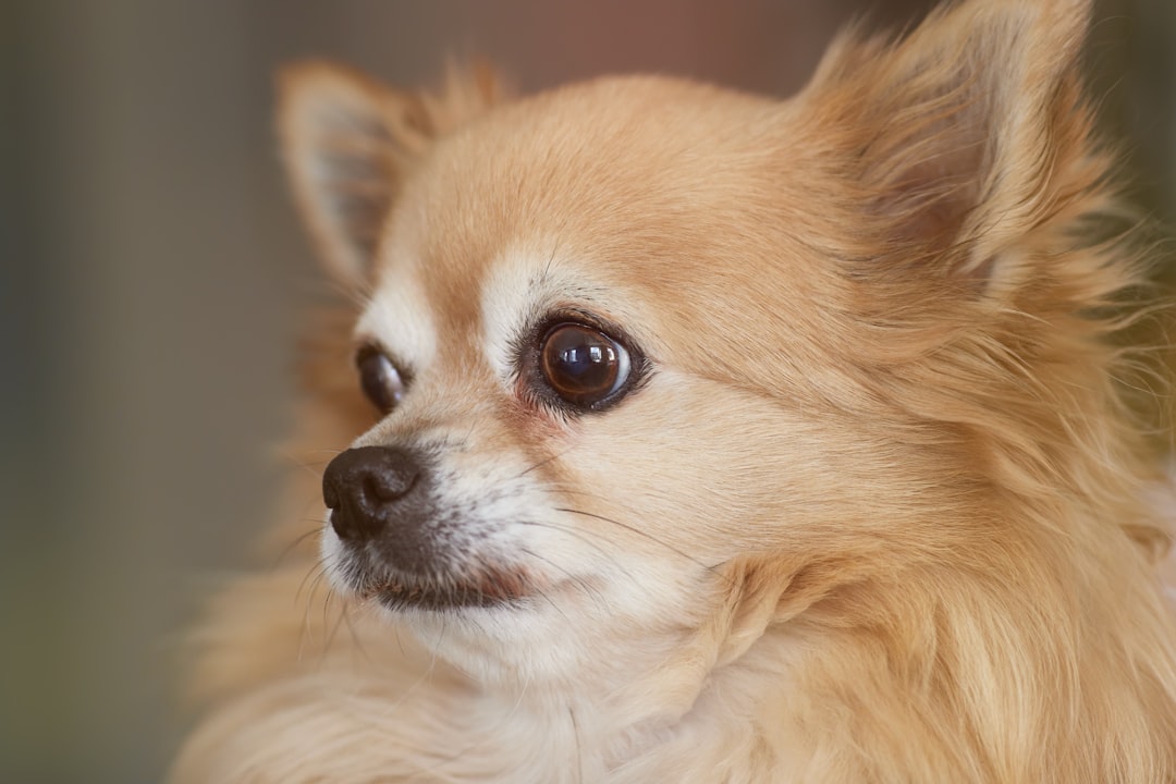 Guide to Long Haired Chihuahua Breeds