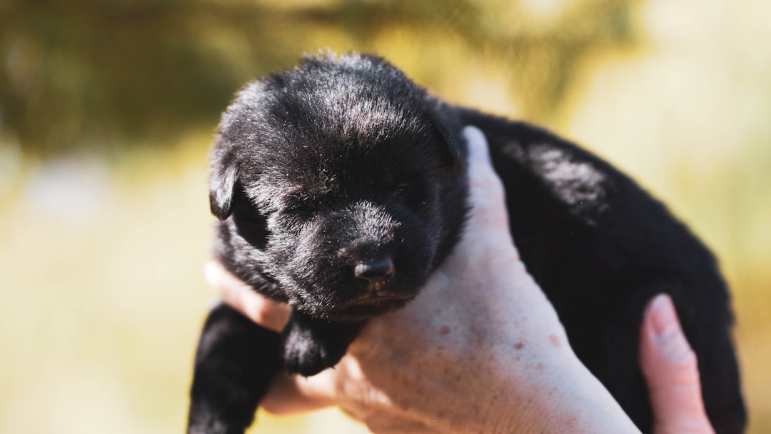Guide to Raising a Chihuahua Pug Mix Puppy