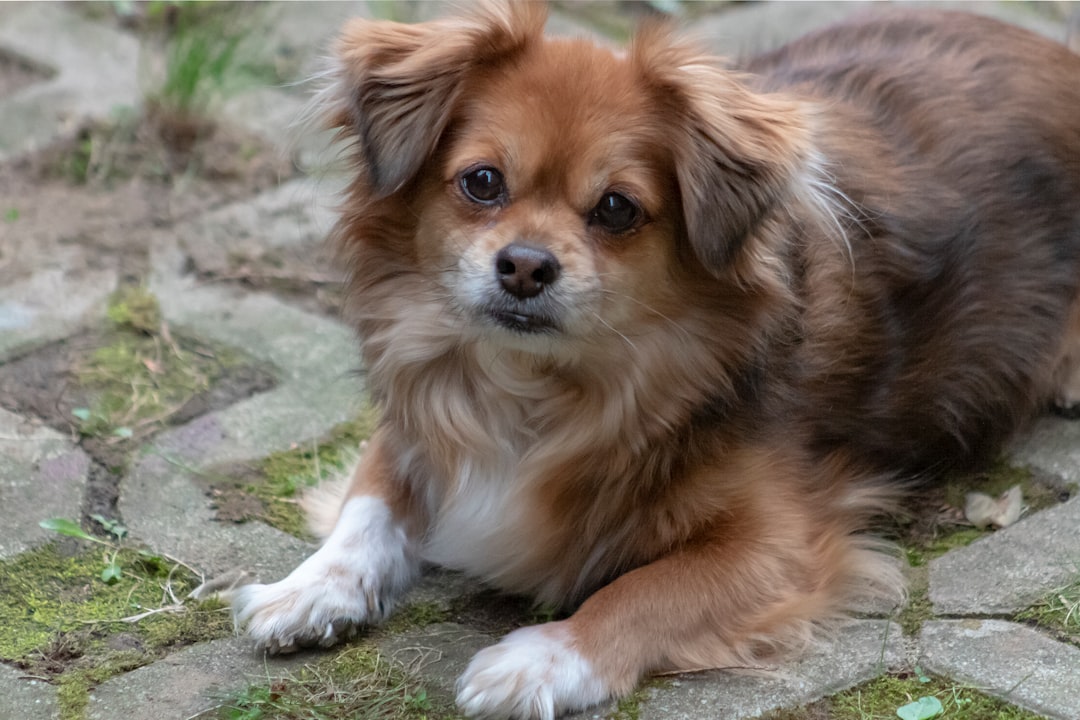 Long Hair Chihuahua Dachshund Mix Complete Guide