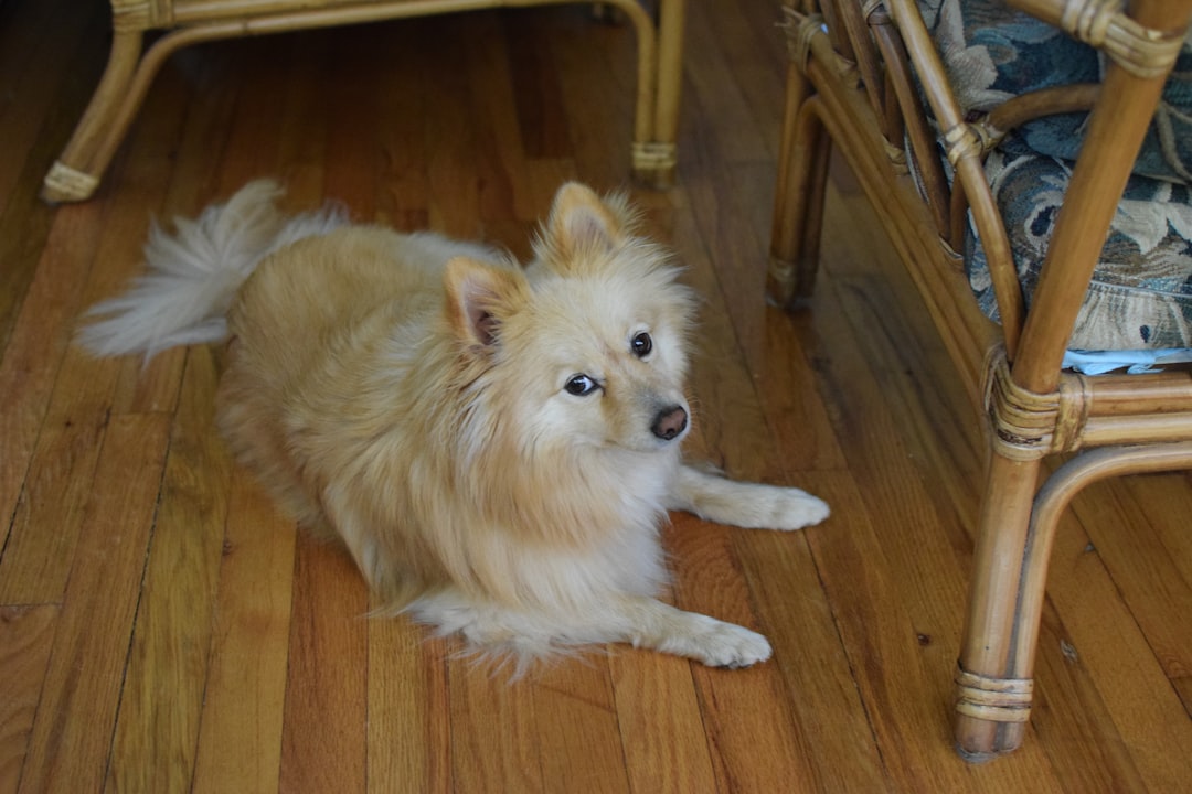 Long Hair Chihuahua Pomeranian Mix Care Guide
