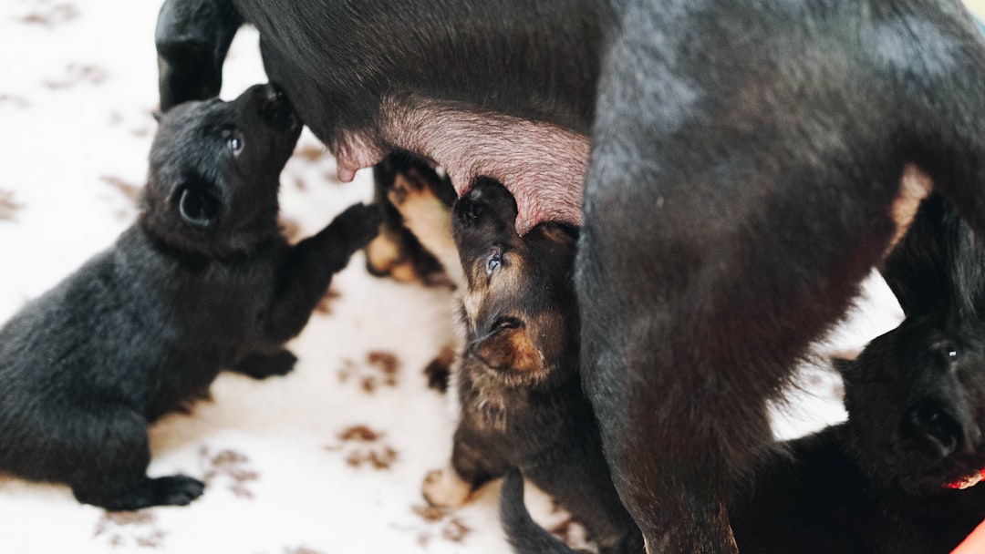 Pitbull Chihuahua Mix Full Grown Guide