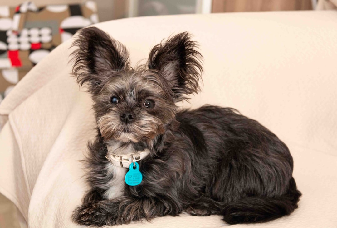 Short Hair Chihuahua Shih Tzu Mix Care Guide