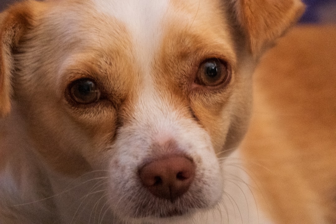 Spotting Chihuahua Health Issues Symptoms Early