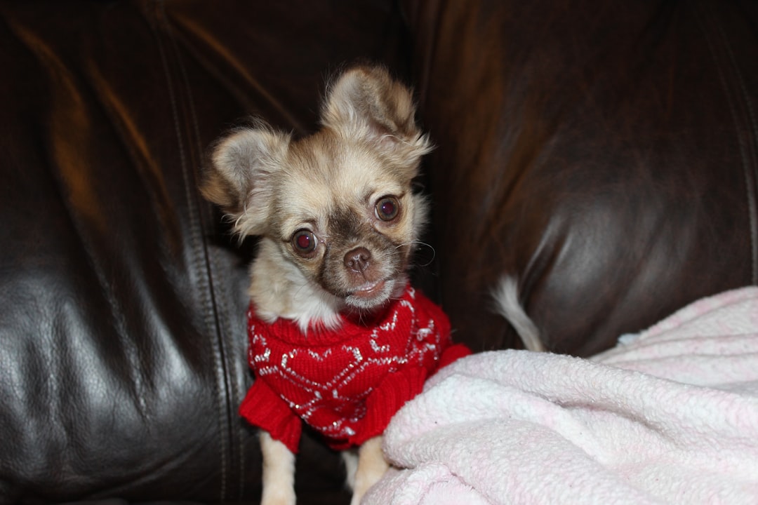 Teacup Chihuahua Health Problems What To Know