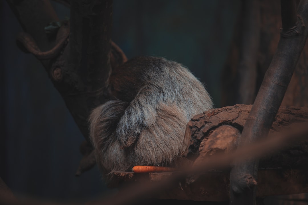 The 3/4 Chihuahua 1/4 Pug Mix Guide