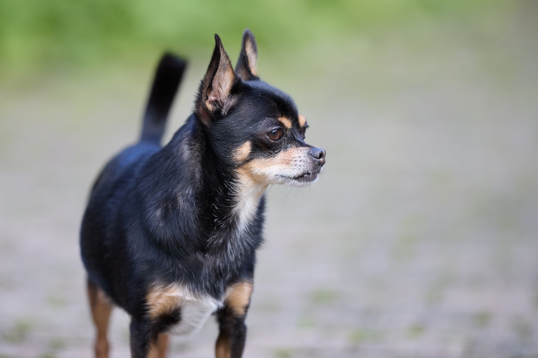 The Complete Guide to the Chihuahua Breed