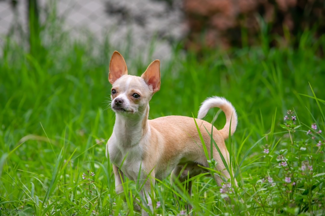 The Ultimate Chihuahua Age Chart Guide