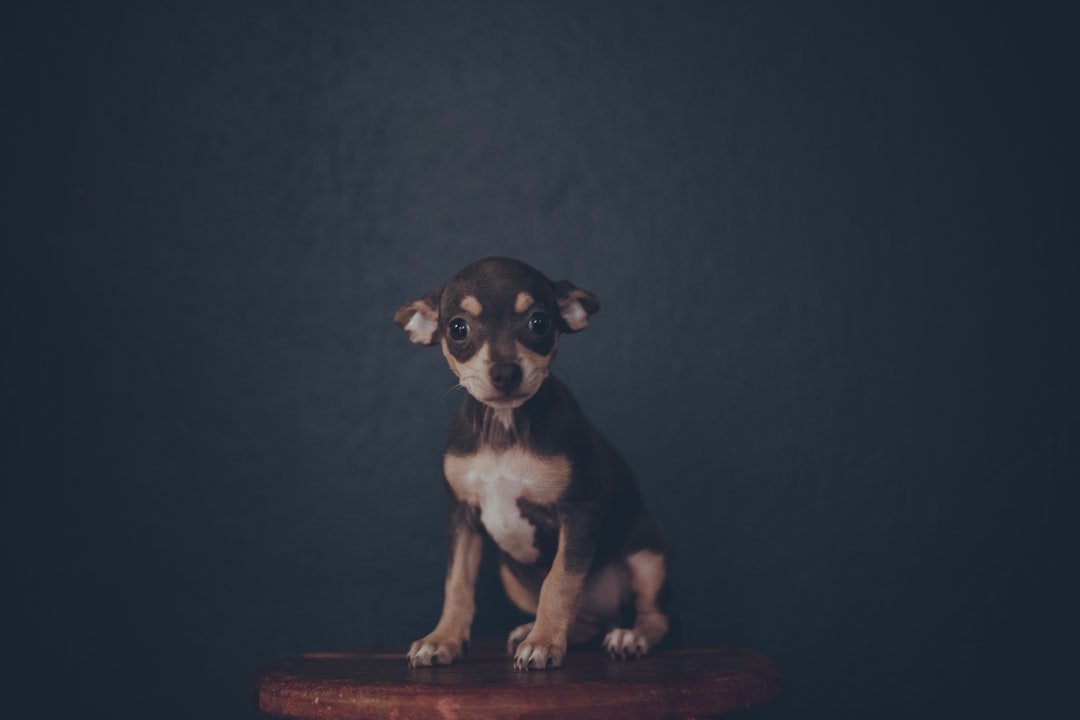 The Ultimate Guide to Raising Chihuahua Puppies