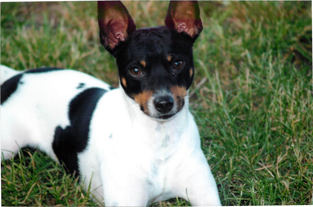 Ultimate Guide to the Rat Terrier Chihuahua Mix