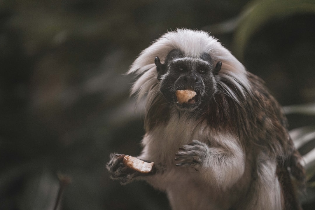 What Reddit Says About Chihuahua Poodle Mixes